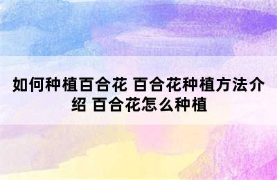 如何种植百合花 百合花种植方法介绍 百合花怎么种植